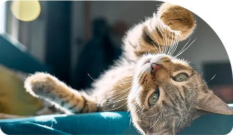 cat with ball