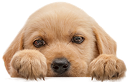 Dog Smile